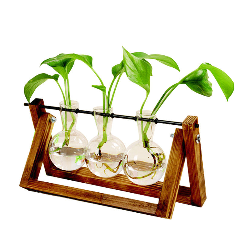 Conteneur pour plantes hydroponiques avec support en bois - Vase en verre